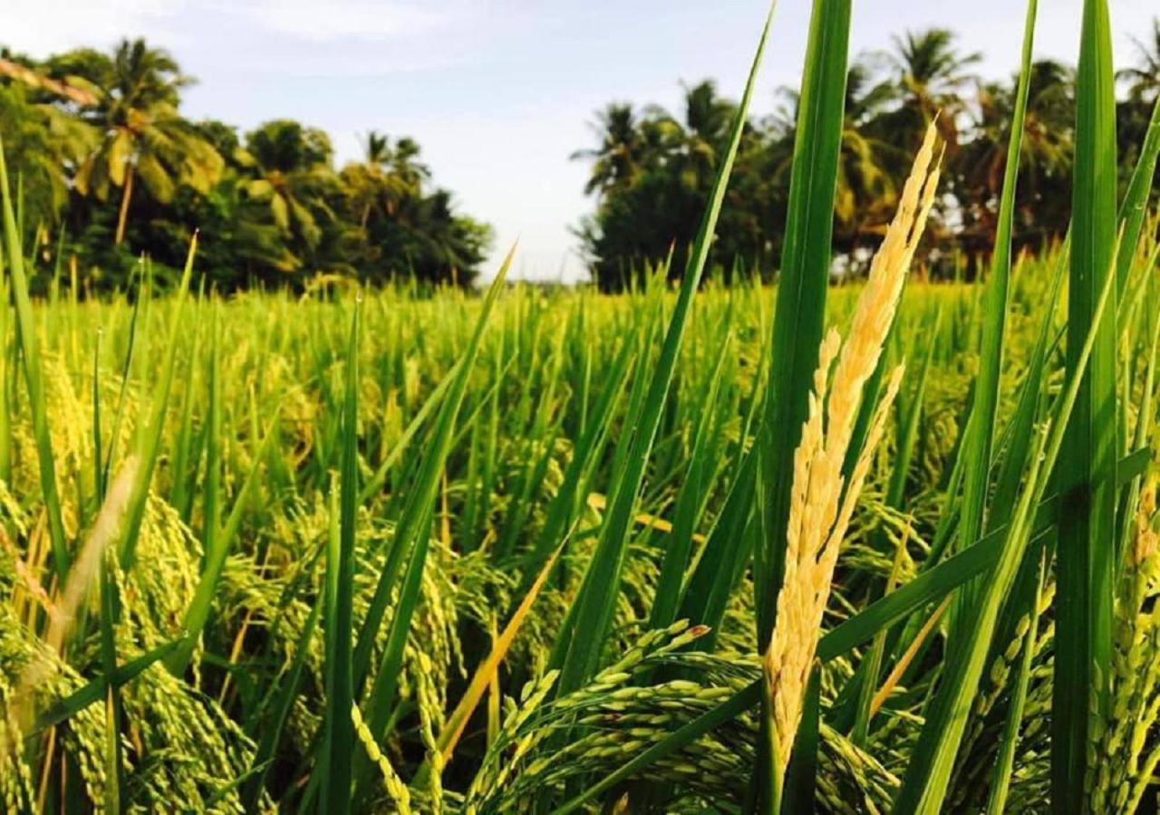 Rice Rice Villas Tissamaharama Buitenkant foto